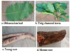 Leaves and rootbark Morphological features of L. lanceolata.