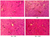 Histopathology of rat Liver (H&E stain) (20X).