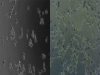Cell photograph after 6 hr of incubation. Left: internal control with no treatment, Right: treated with 50 μg/mL of CPH ethanolic extract.