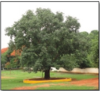 Ficus religiosa plant