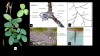 Morphological and anatomical features of Cajanus scarabaeoides leaf. (a) Habit of the Cajanus scarabaeoides showing pinnately compound leaves. (b) Transverse section of the leaf showing internal anatomy including epidermis, mesophyll, vascular bundles, and glandular trichomes. (c) Vein islet and veinlet termination pattern observed in a cleared leaf preparation. (d) Surface view of the lower epidermis showing paracytic stomata. (e) Microscopic view showing a unicellular trichome emerging from the epidermal 